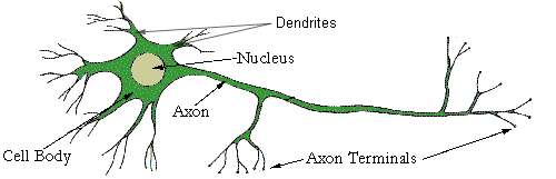 Diagram of a Neurone - With the Axon and Dendrites projecting from the Cell Body