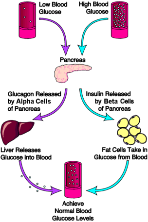Insulin and glucagon regulate blood sugar.